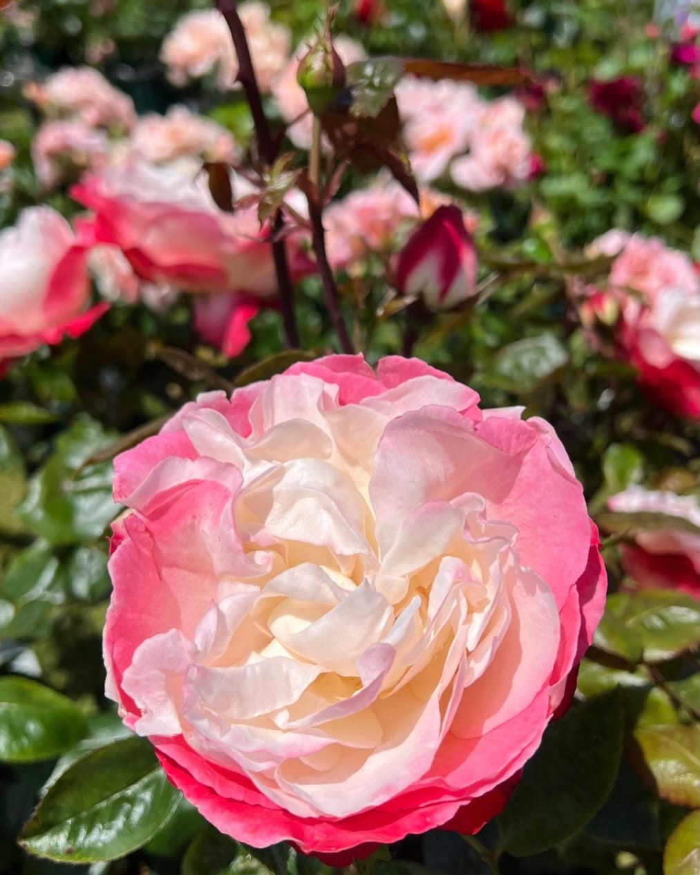 Post 7 by Peter Beales Roses on Instagram (image)