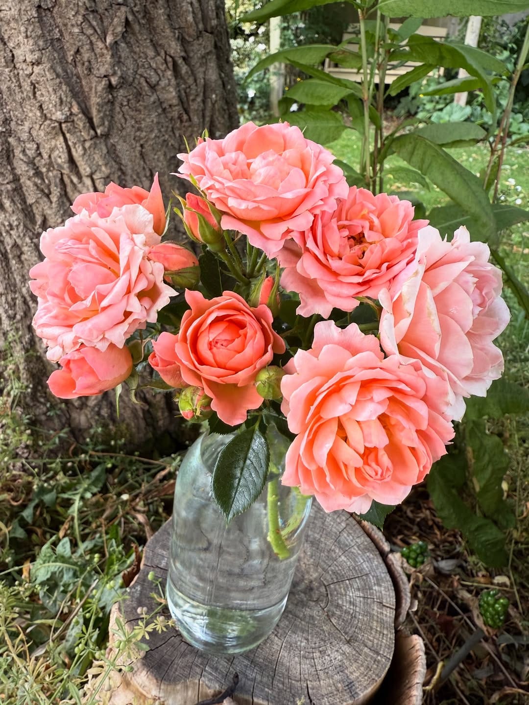 Post 3 by Peter Beales Roses on Instagram (carousel)