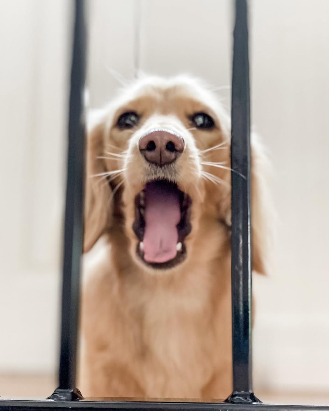 Post 2 by Nala the Dachshund on Instagram (carousel)