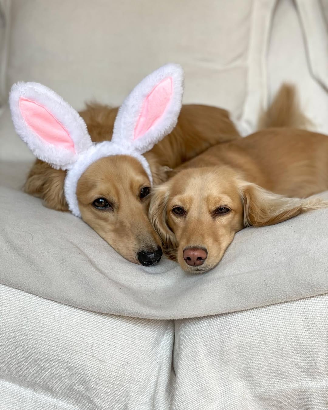 Post 10 by Nala the Dachshund on Instagram (carousel)