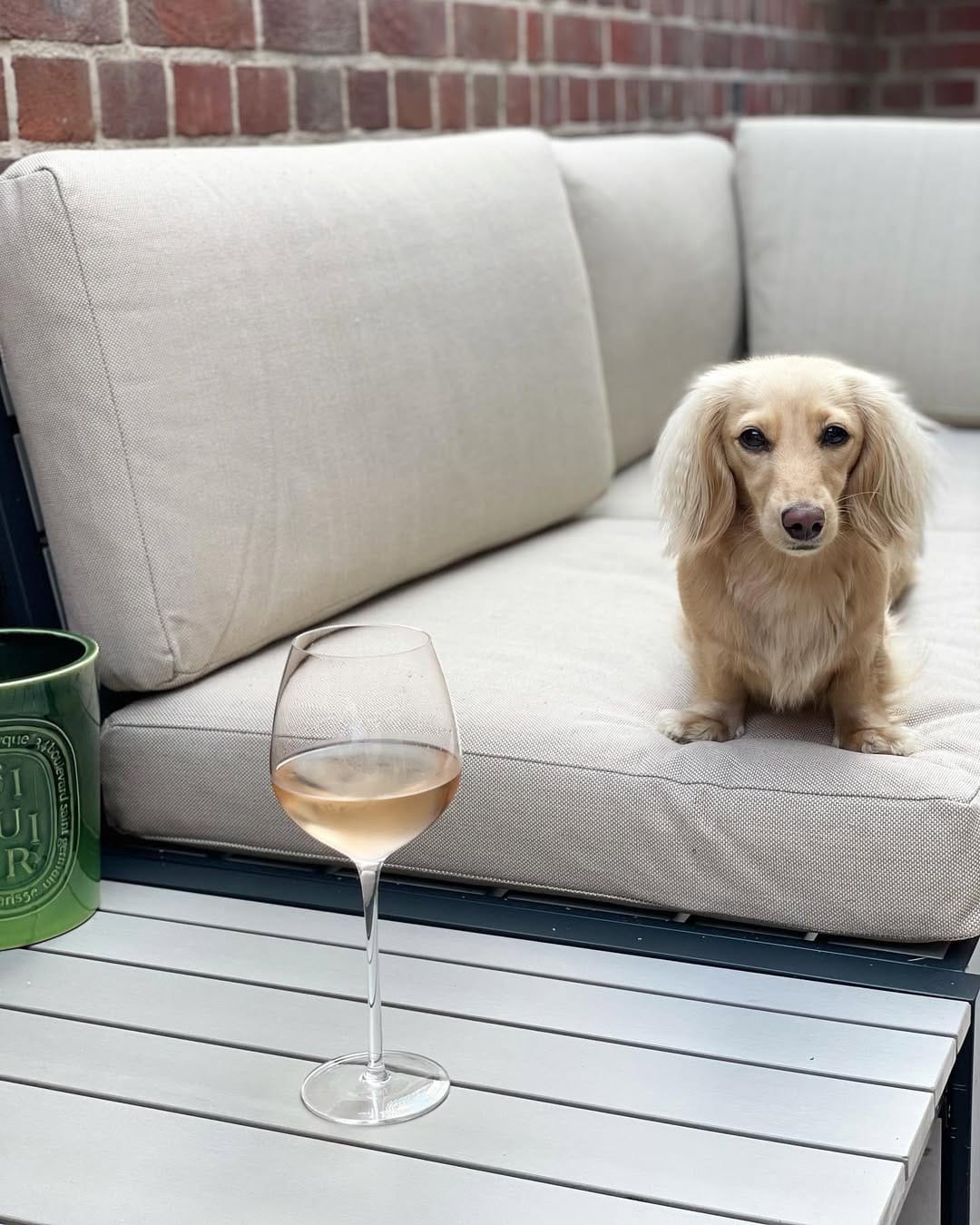 Post 7 by Nala the Dachshund on Instagram (image)