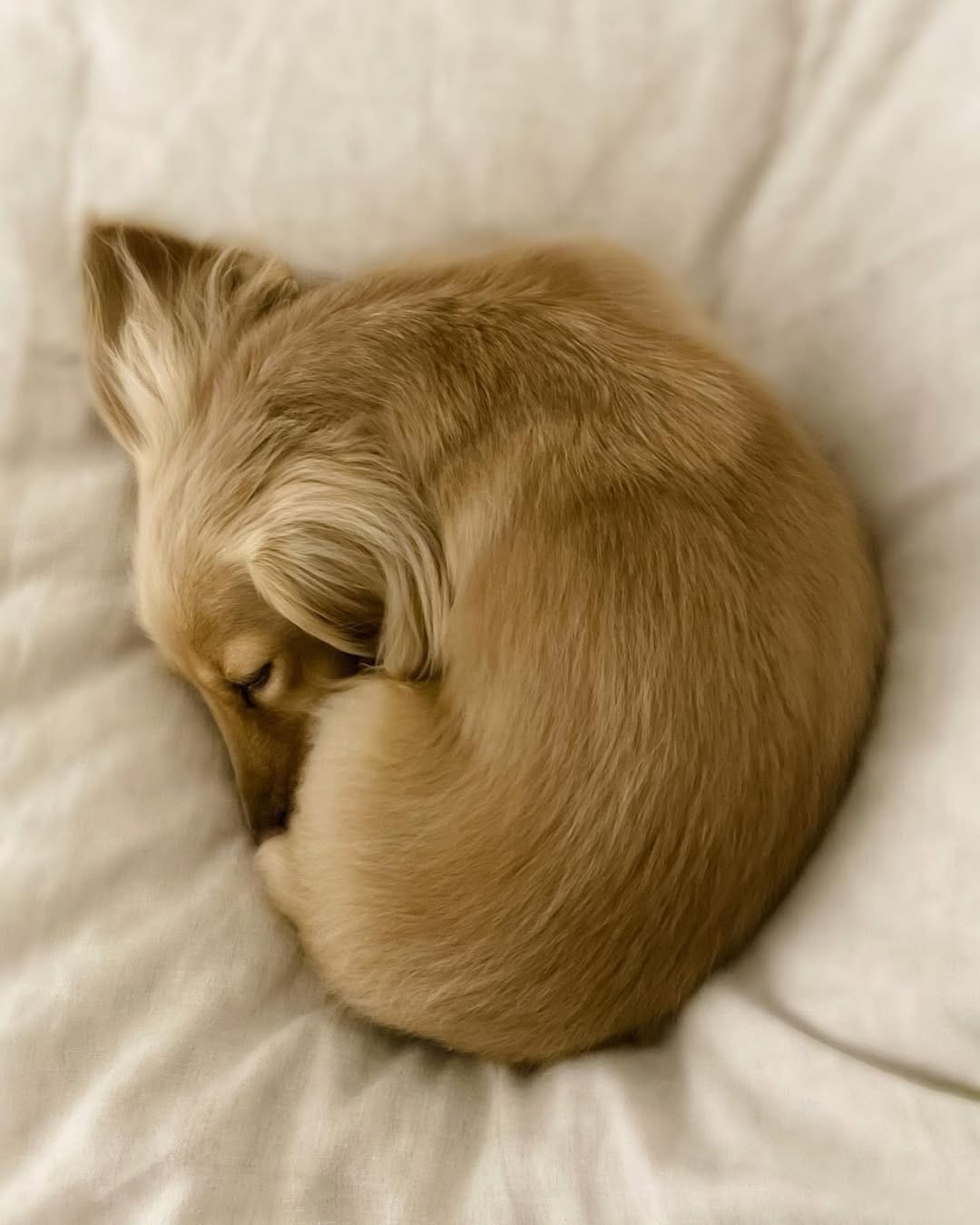 Post 1 by Nala the Dachshund on Instagram (image)