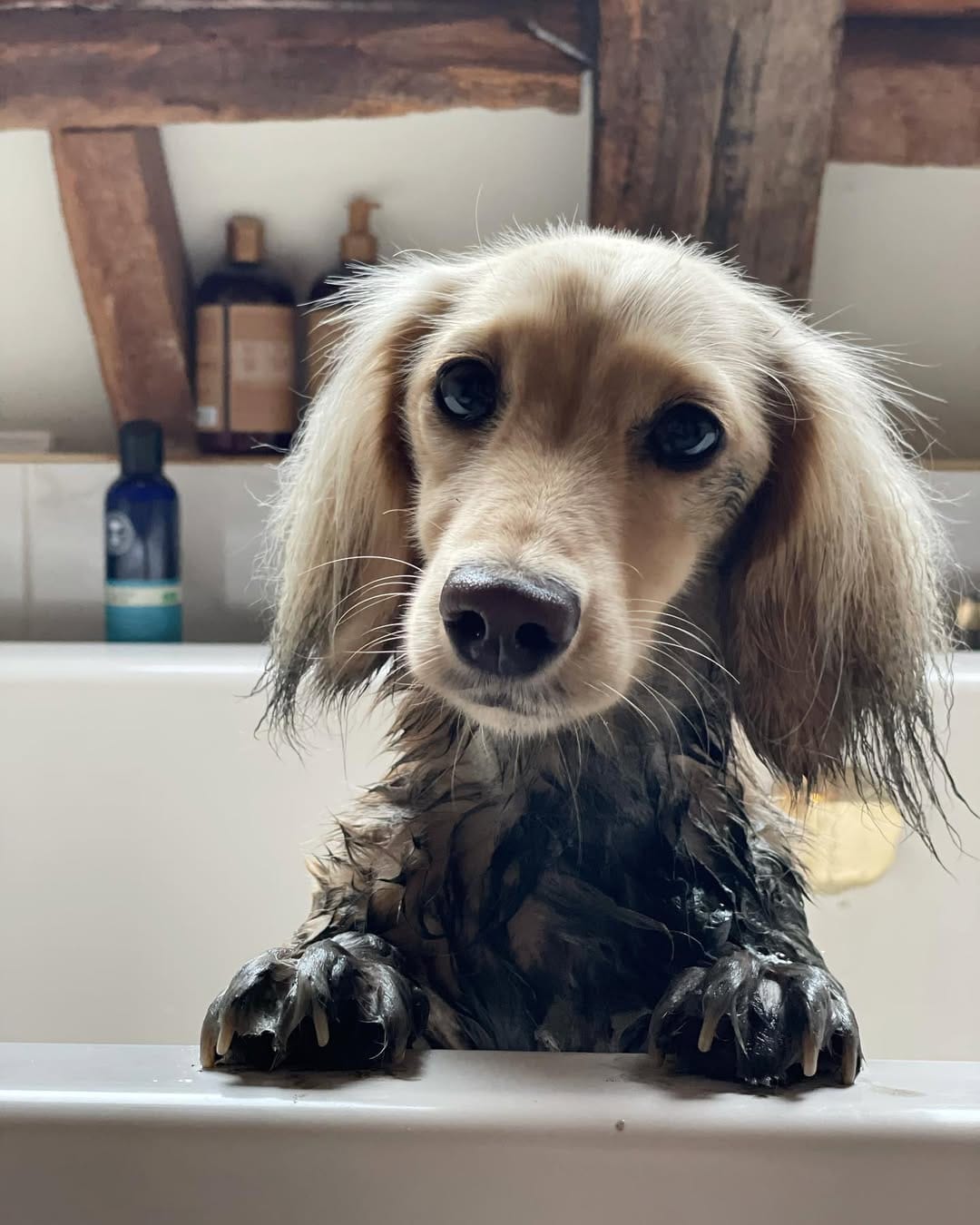 Post 5 by Nala the Dachshund on Instagram (carousel)