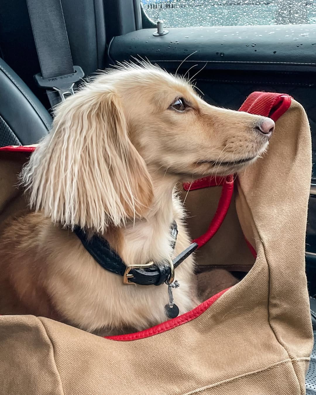 Post 3 by Nala the Dachshund on Instagram (image)