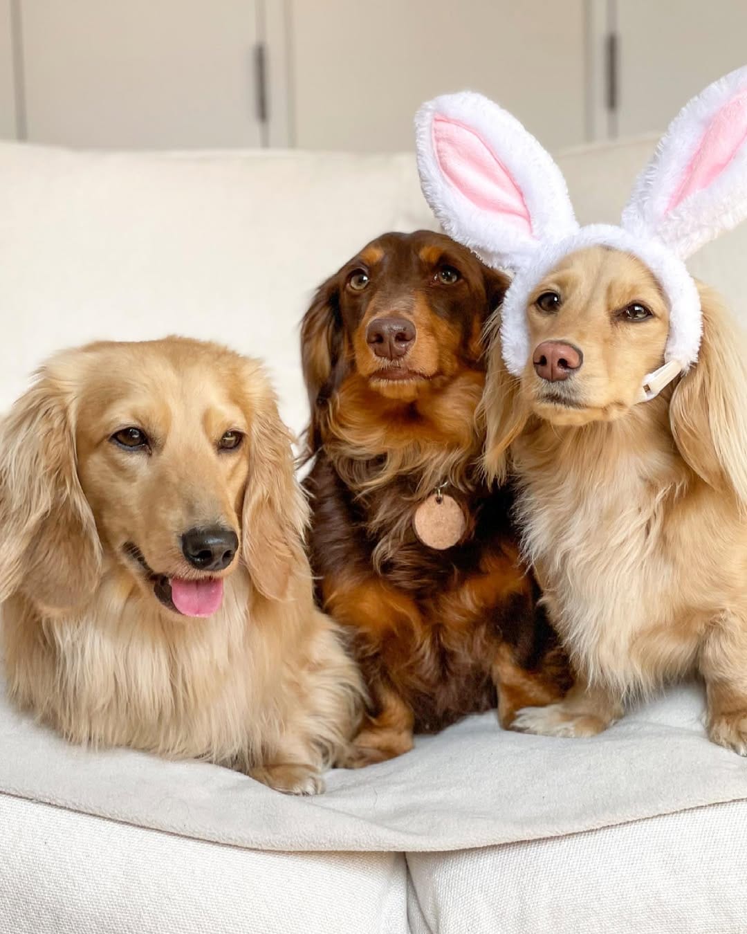 Post 9 by Nala the Dachshund on Instagram (carousel)