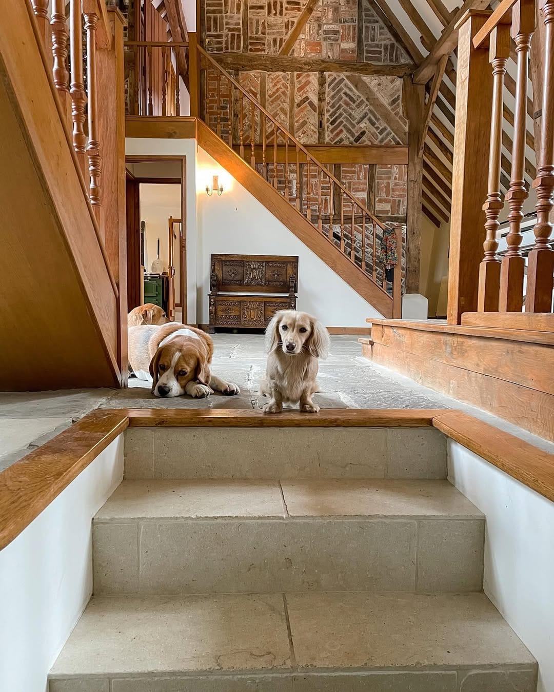 Post 8 by Nala the Dachshund on Instagram (image)
