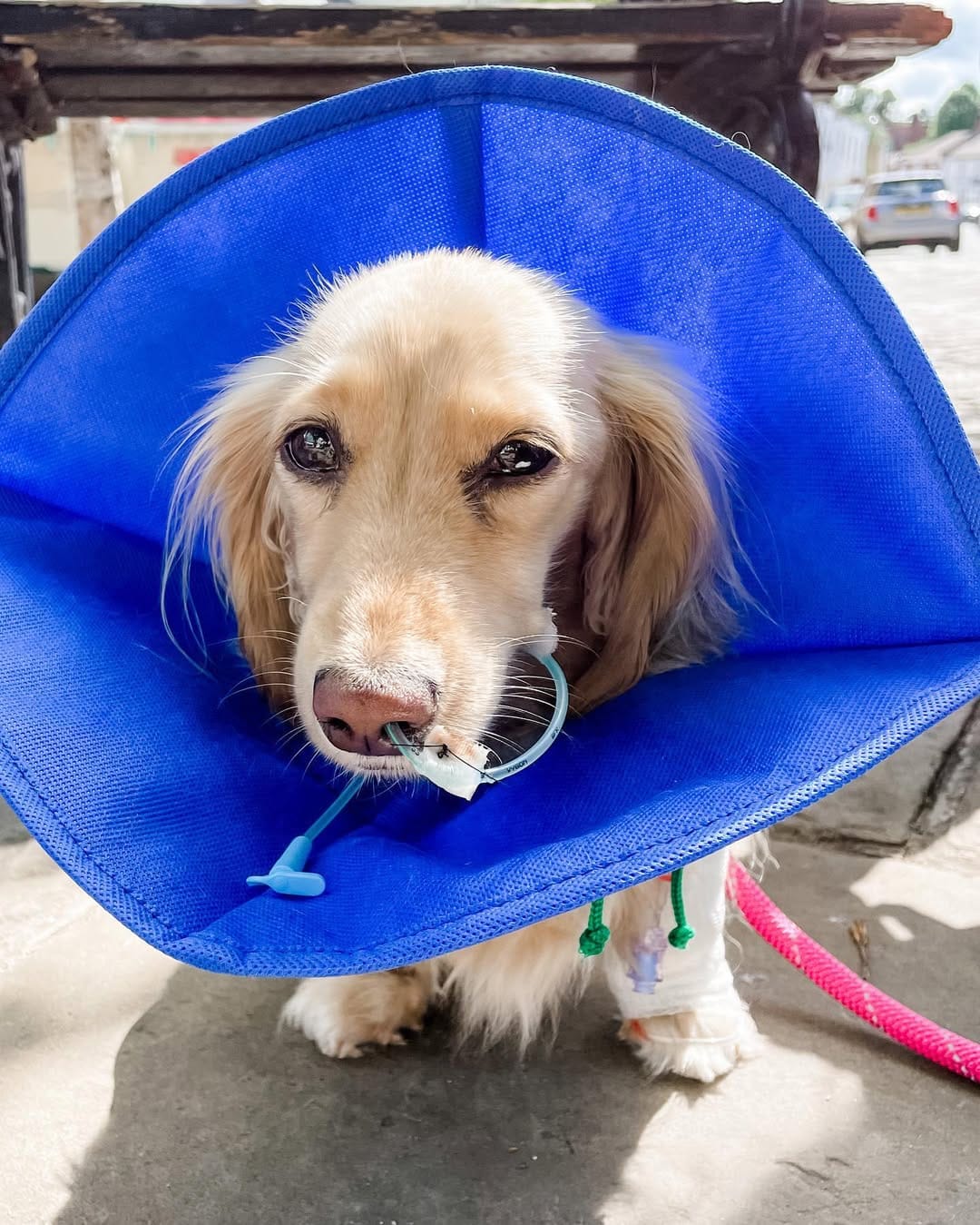 Post 6 by Nala the Dachshund on Instagram (carousel)