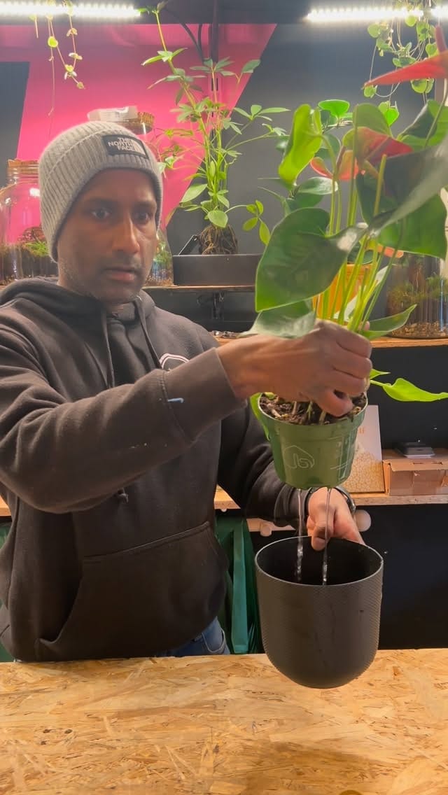Post 1 by Plant Shop • London on Instagram (video)