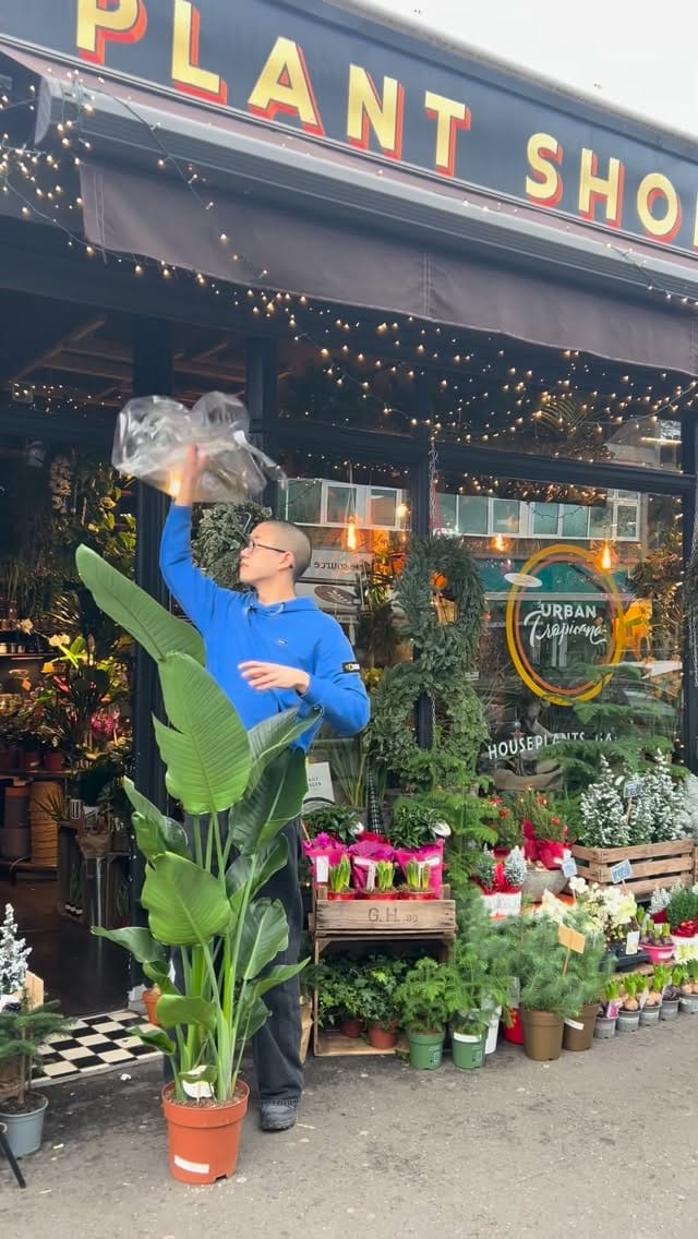 Post 3 by Plant Shop • London on Instagram (video)