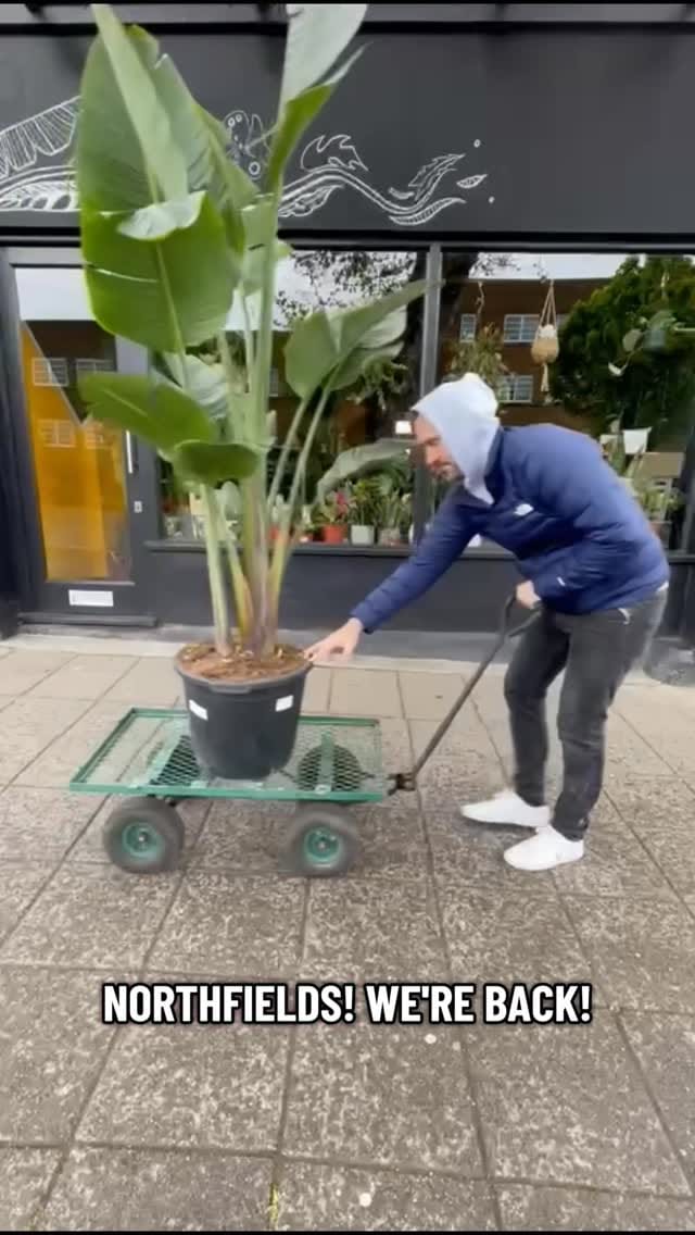 Post 5 by Plant Shop • London on Instagram (video)