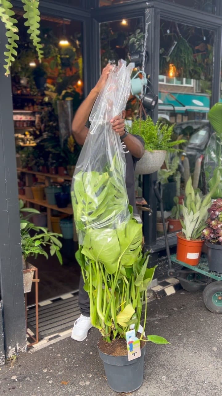 Post 10 by Plant Shop • London on Instagram (video)