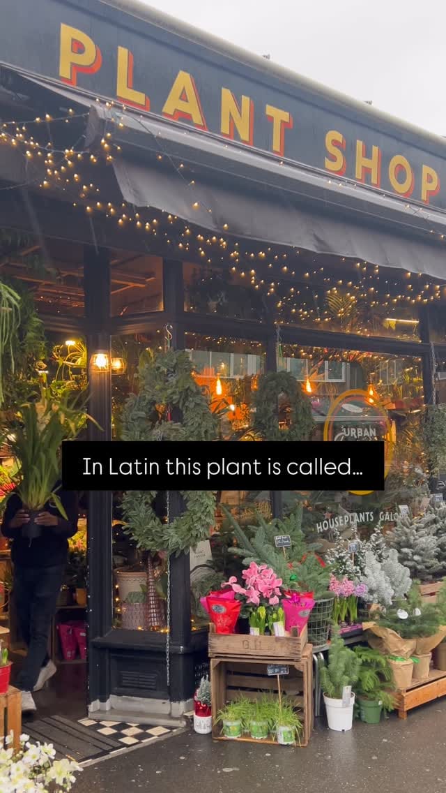 Post 6 by Plant Shop • London on Instagram (video)