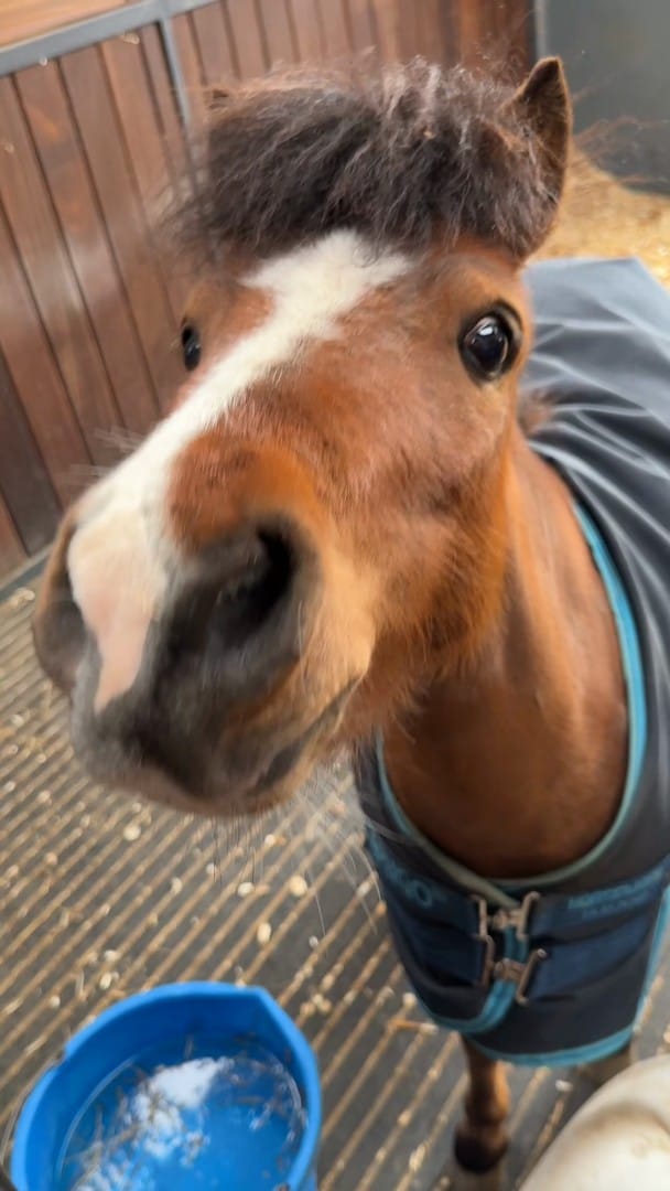 Post 2 by TRI Equestrian Curragh on Instagram (video)