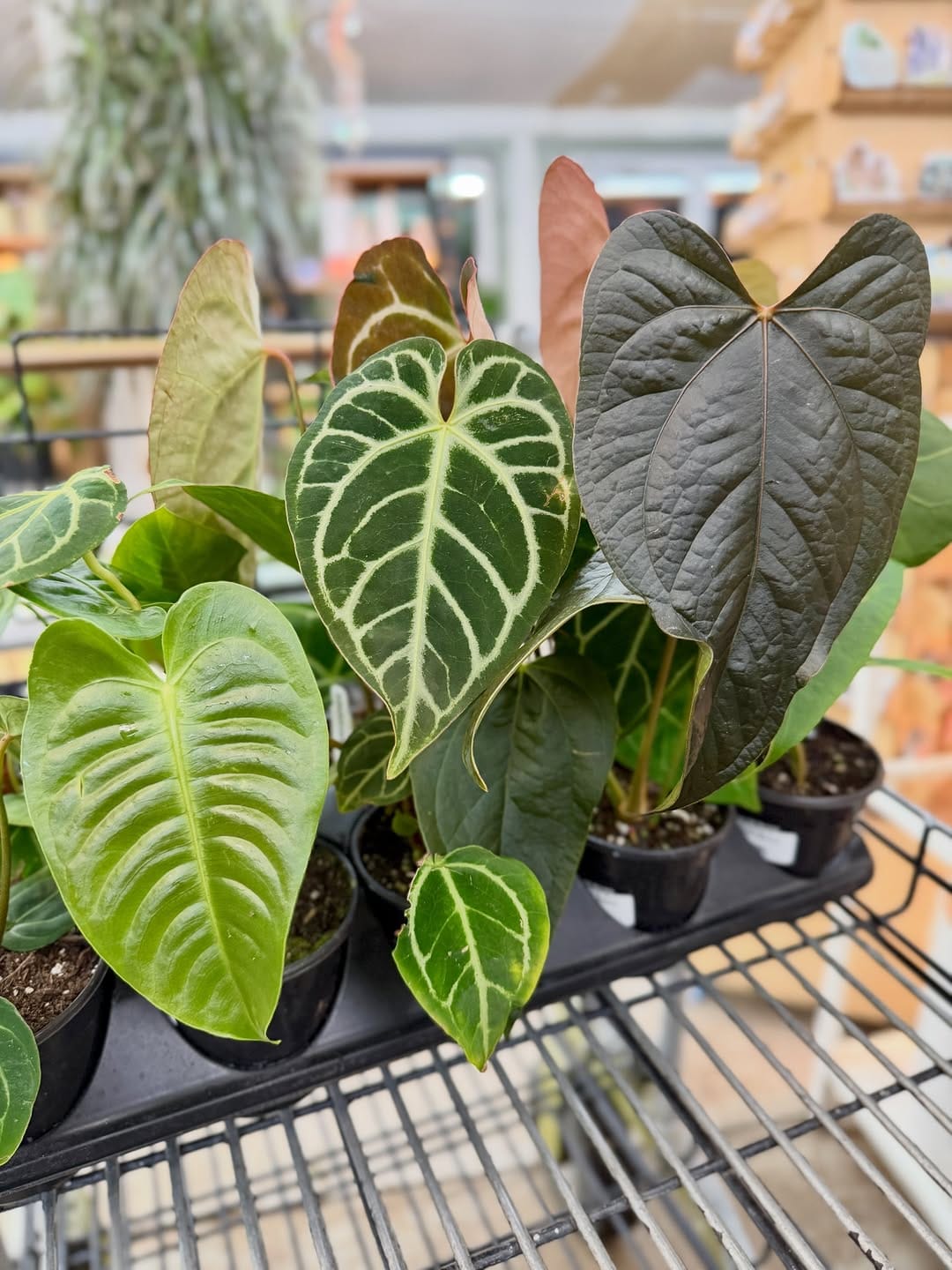 Post 1 by Kent East Hill Nursery on Instagram (carousel)