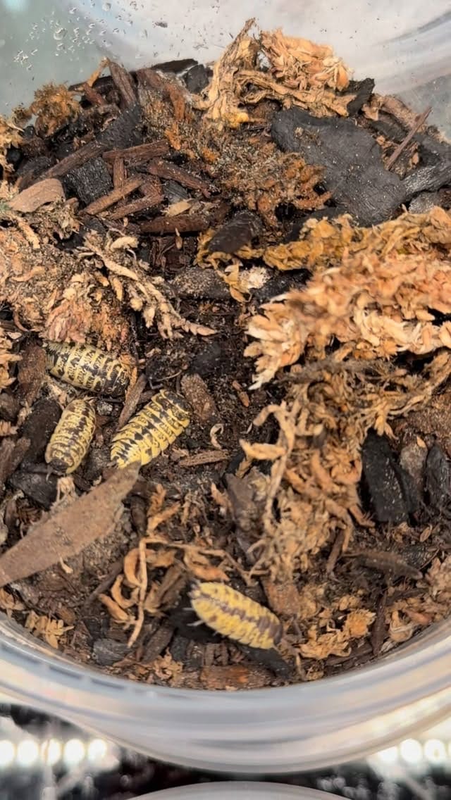 Post 9 by Kent East Hill Nursery on Instagram (video)