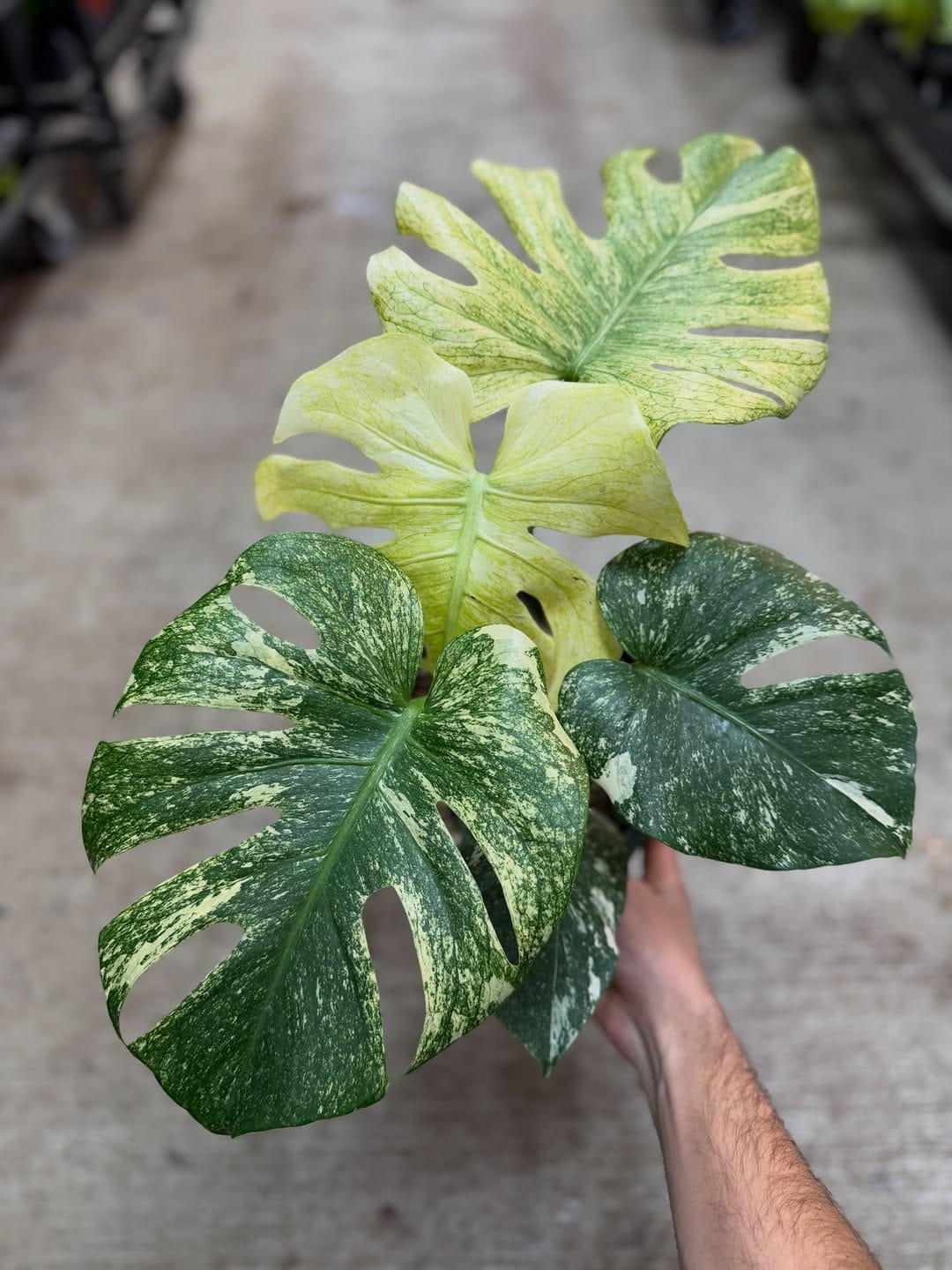 Post 6 by Kent East Hill Nursery on Instagram (carousel)