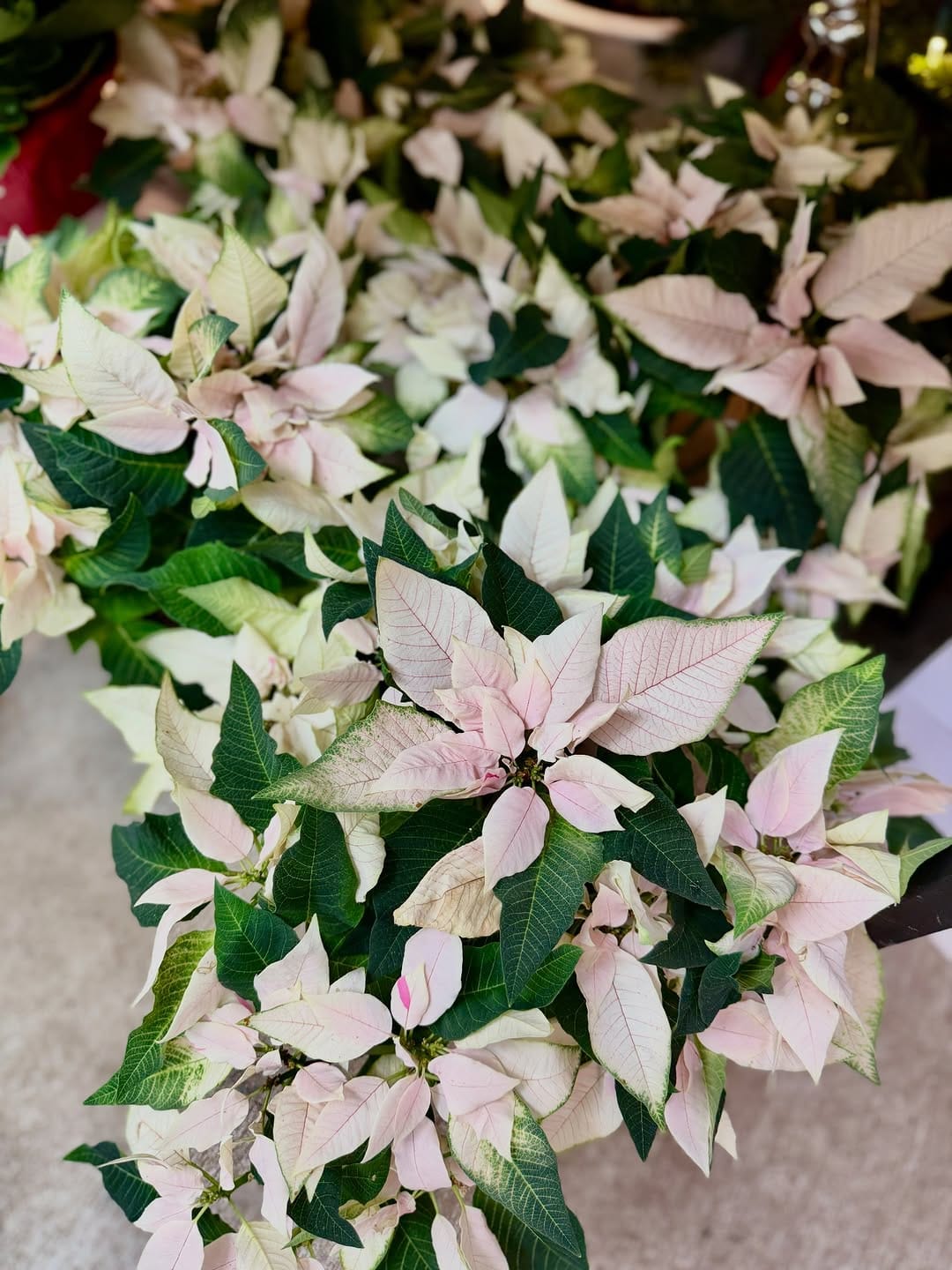 Post 7 by Kent East Hill Nursery on Instagram (carousel)