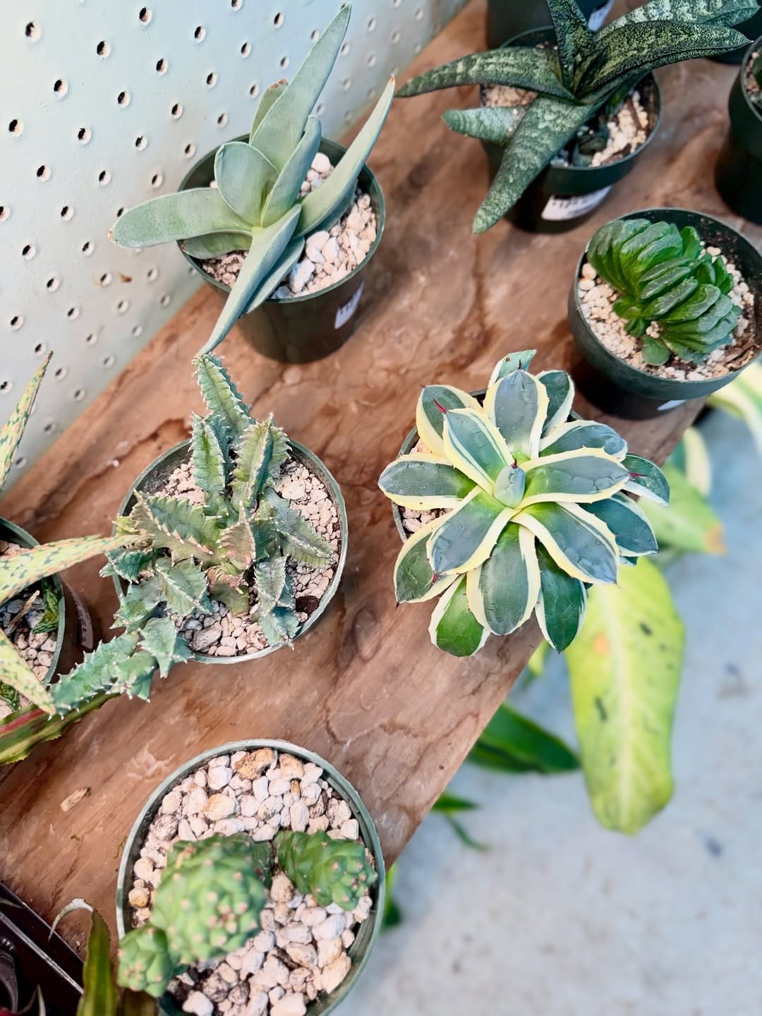Post 8 by Kent East Hill Nursery on Instagram (carousel)
