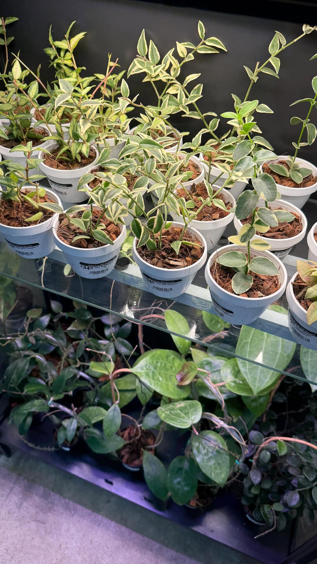 Post 5 by Kent East Hill Nursery on Instagram (video)