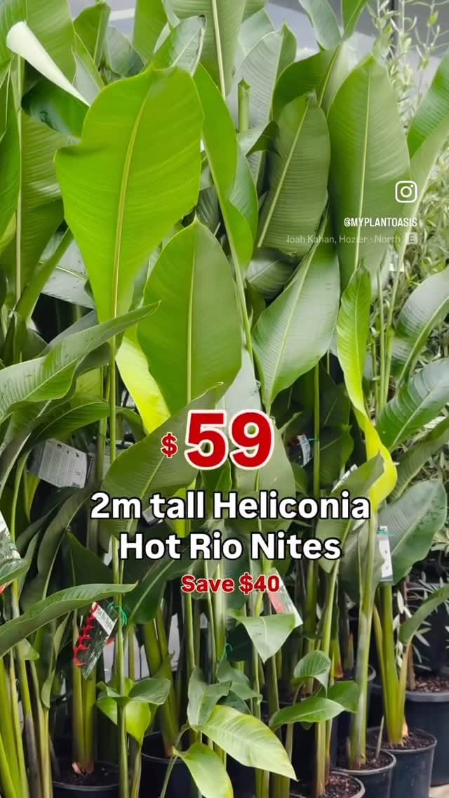 Post 1 by My Plant Oasis on Instagram (video)