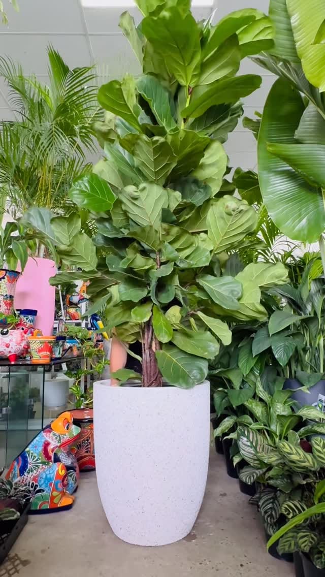 Post 5 by My Plant Oasis on Instagram (video)