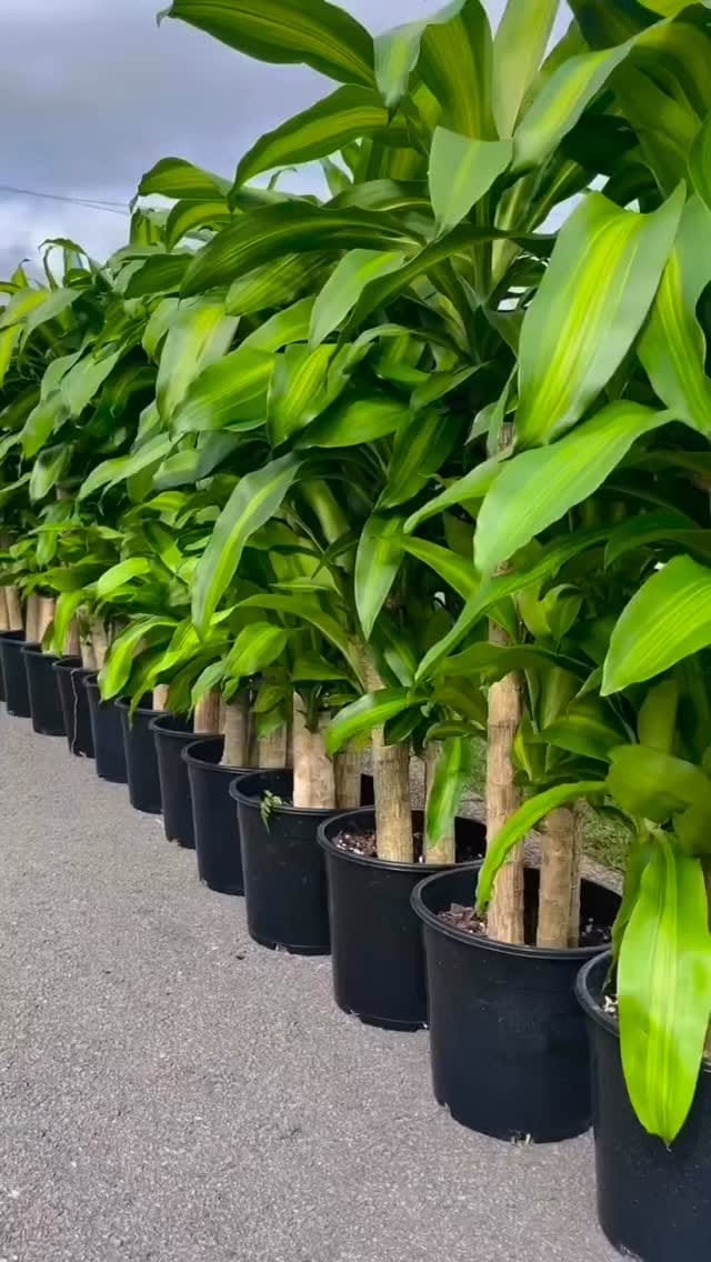 Post 2 by My Plant Oasis on Instagram (video)