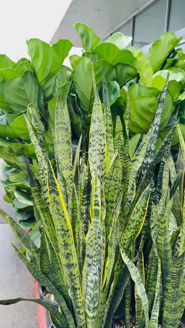 Post 4 by My Plant Oasis on Instagram (video)