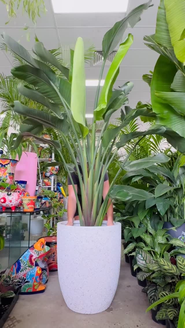 Post 6 by My Plant Oasis on Instagram (video)