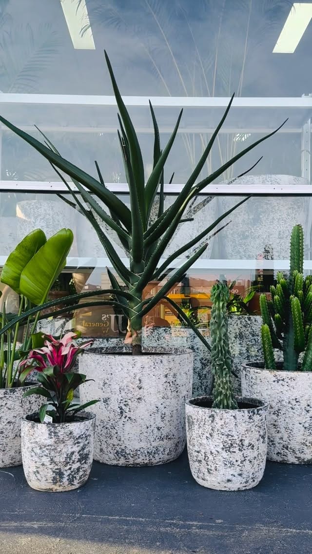 Post 8 by My Plant Oasis on Instagram (video)