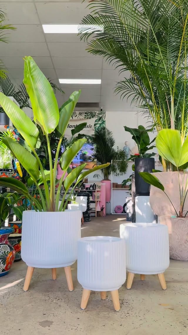 Post 9 by My Plant Oasis on Instagram (video)