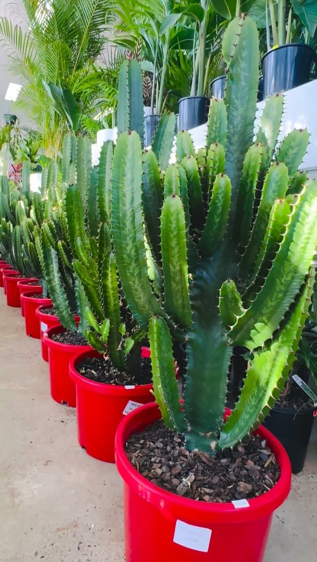 Post 7 by My Plant Oasis on Instagram (video)