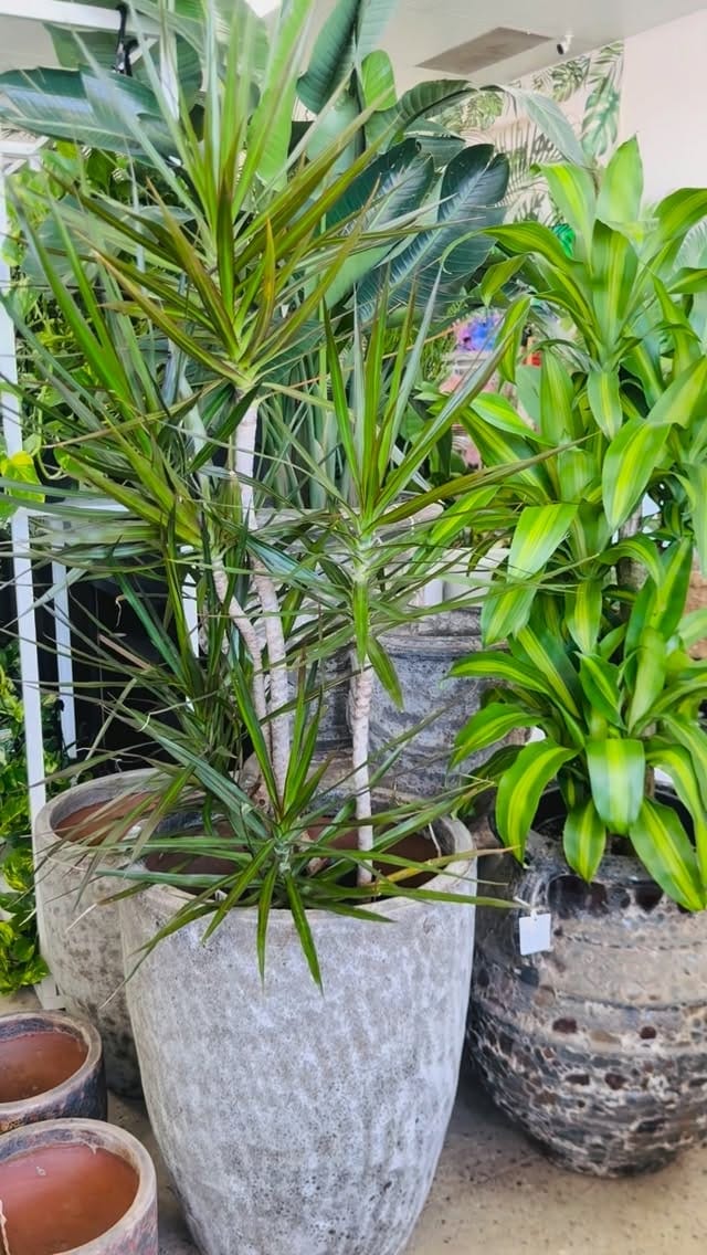 Post 10 by My Plant Oasis on Instagram (video)