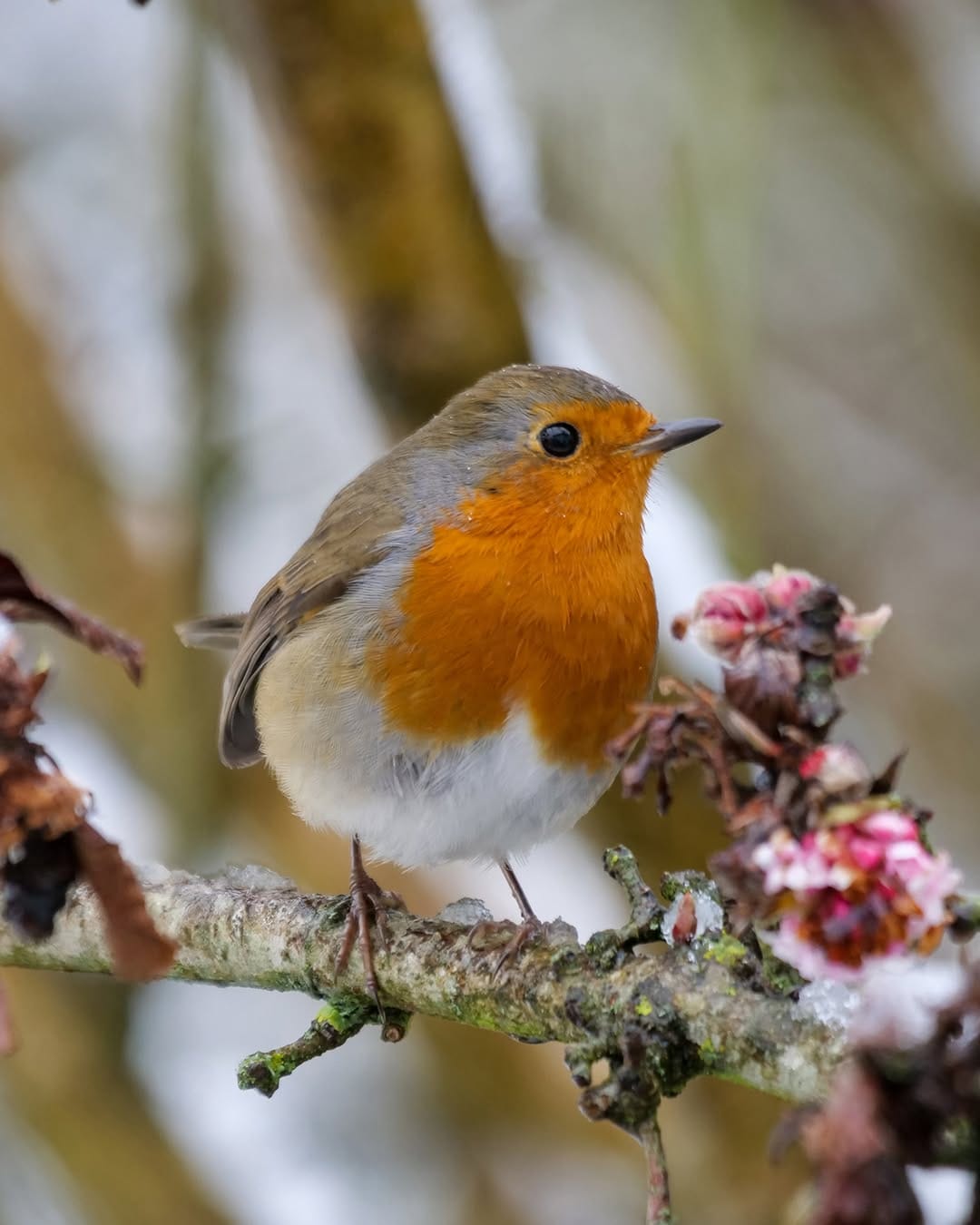 Post 9 by Notcutts Garden Centres on Instagram (image)