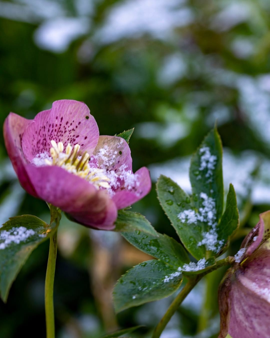 Post 10 by Notcutts Garden Centres on Instagram (image)