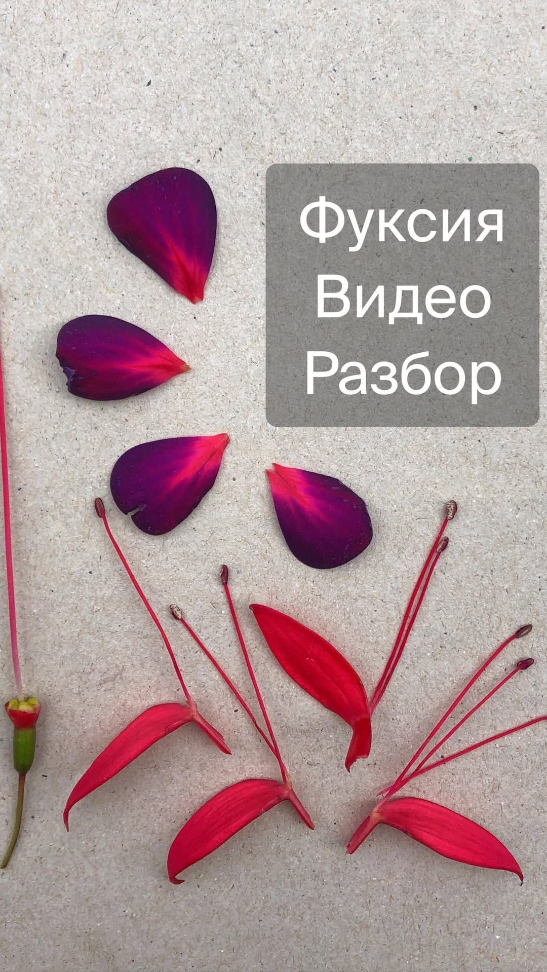 Post 3 by Tatiana Godunova on Instagram (video)