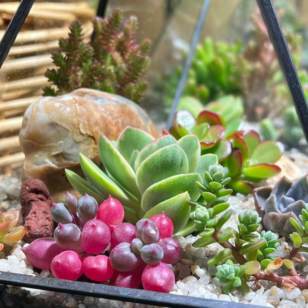 Post 5 by Surreal Succulents on Instagram (carousel)