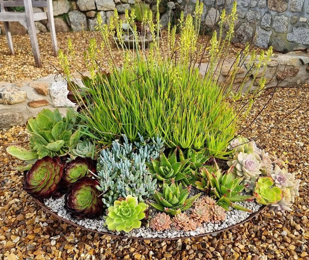 Post 8 by Surreal Succulents on Instagram (carousel)