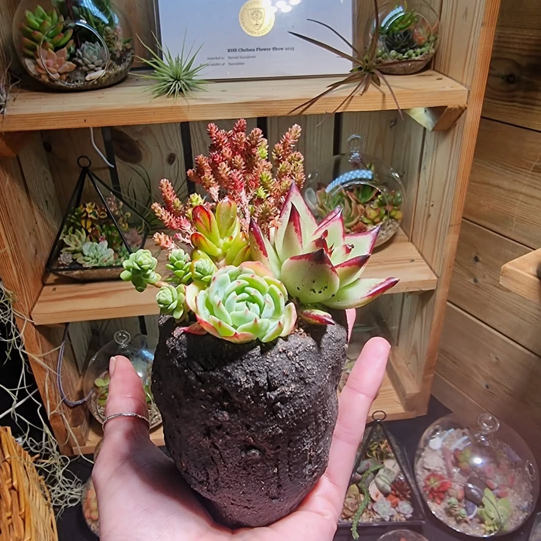 Post 3 by Surreal Succulents on Instagram (carousel)