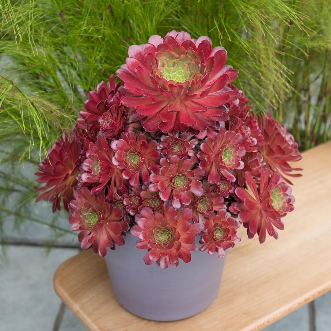Post 4 by Surreal Succulents on Instagram (carousel)