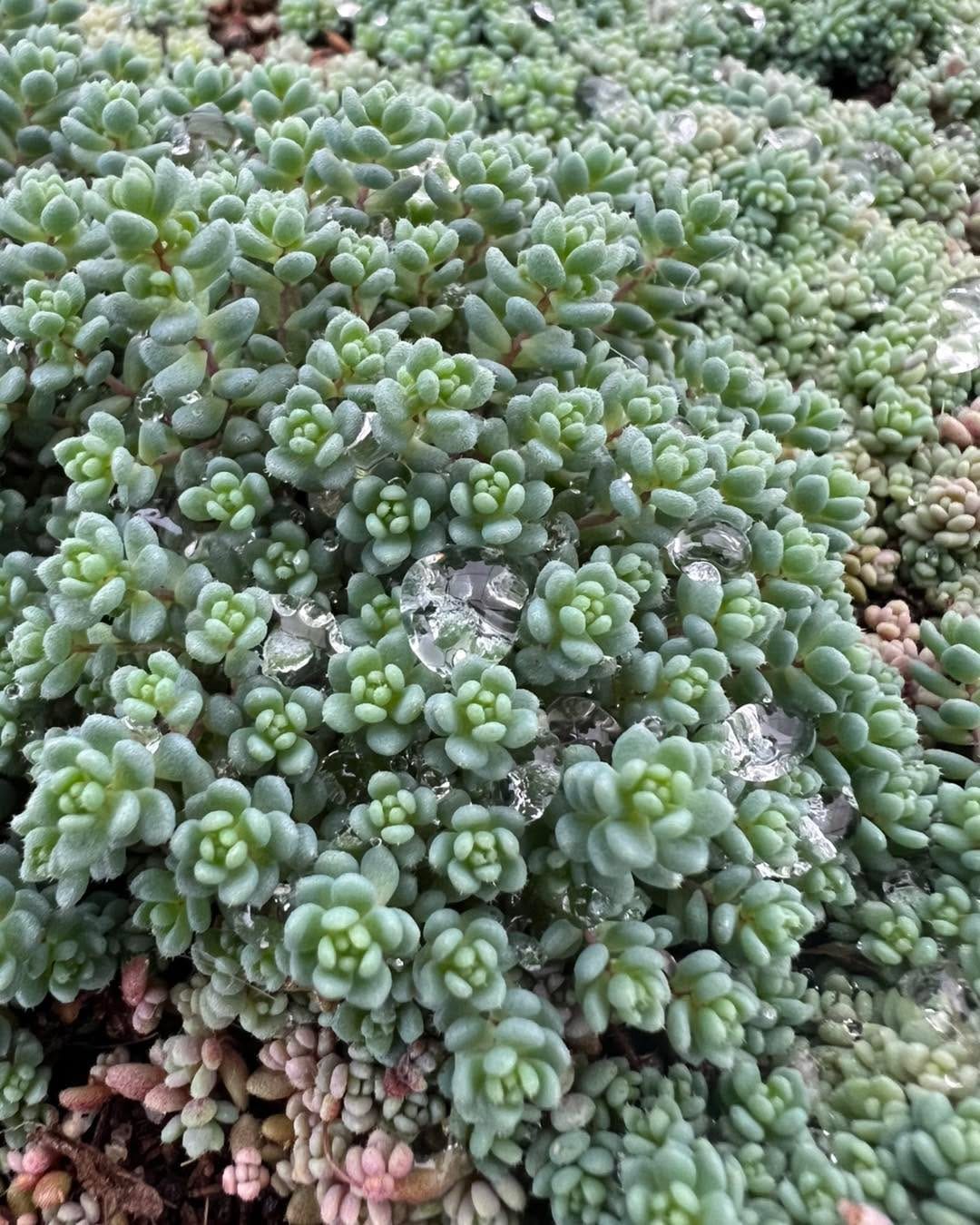 Post 7 by Surreal Succulents on Instagram (carousel)