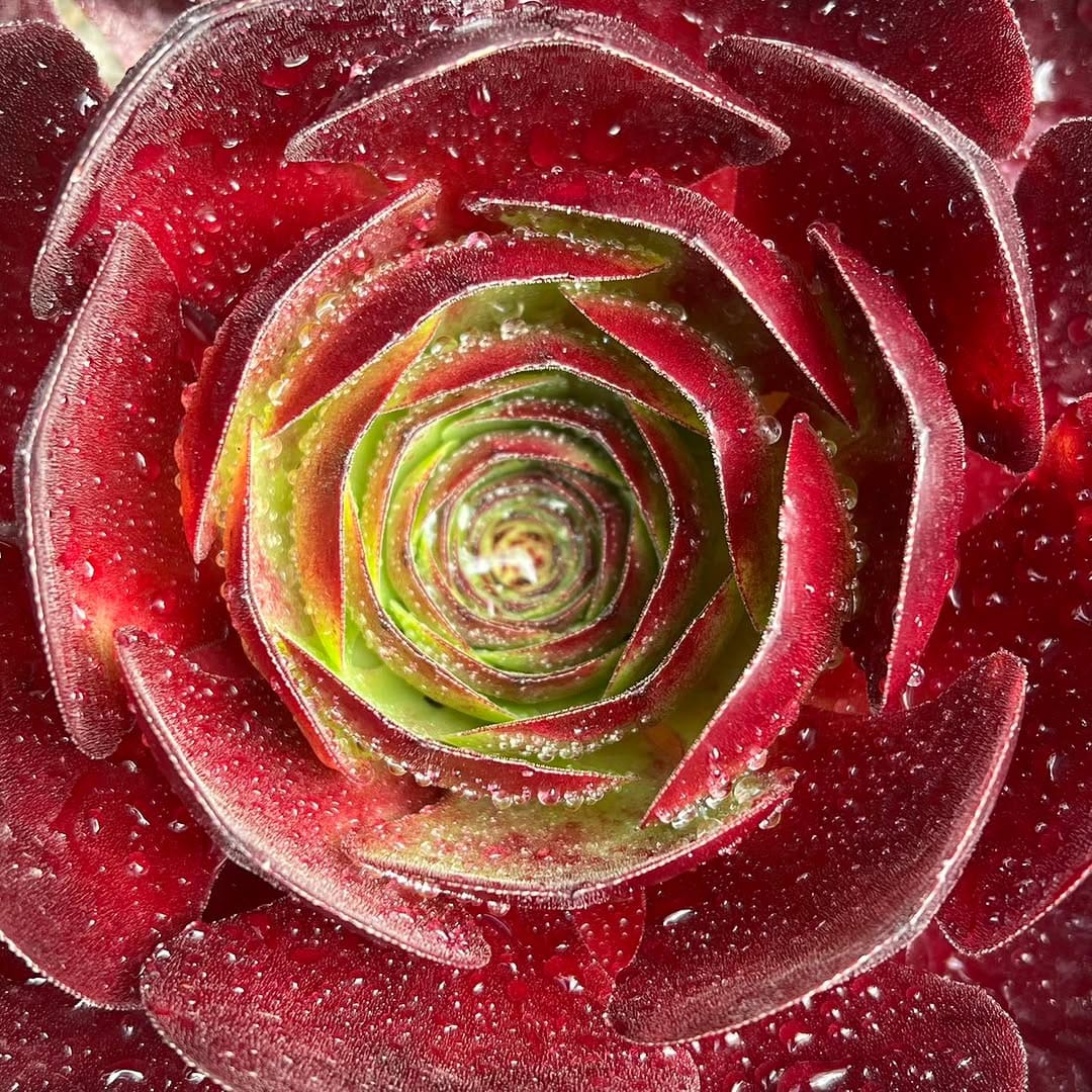 Post 9 by Surreal Succulents on Instagram (carousel)