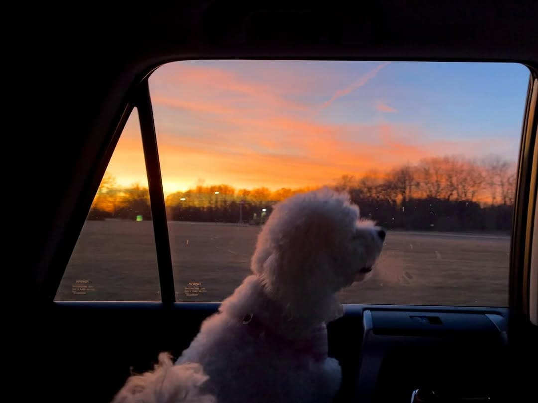Post 9 by Charlie Mae 🐾 on Instagram (image)
