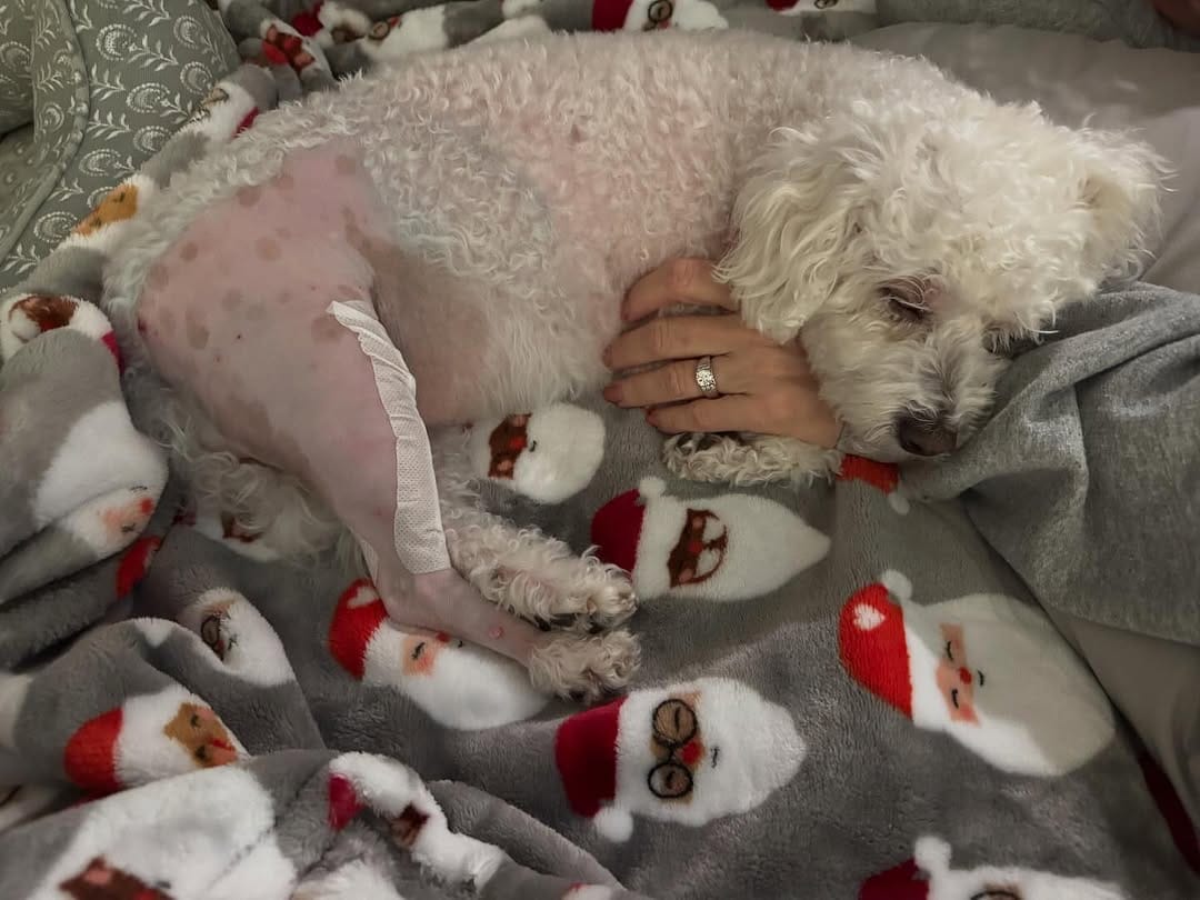 Post 4 by Charlie Mae 🐾 on Instagram (image)
