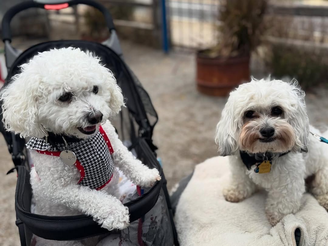 Post 8 by Charlie Mae 🐾 on Instagram (carousel)