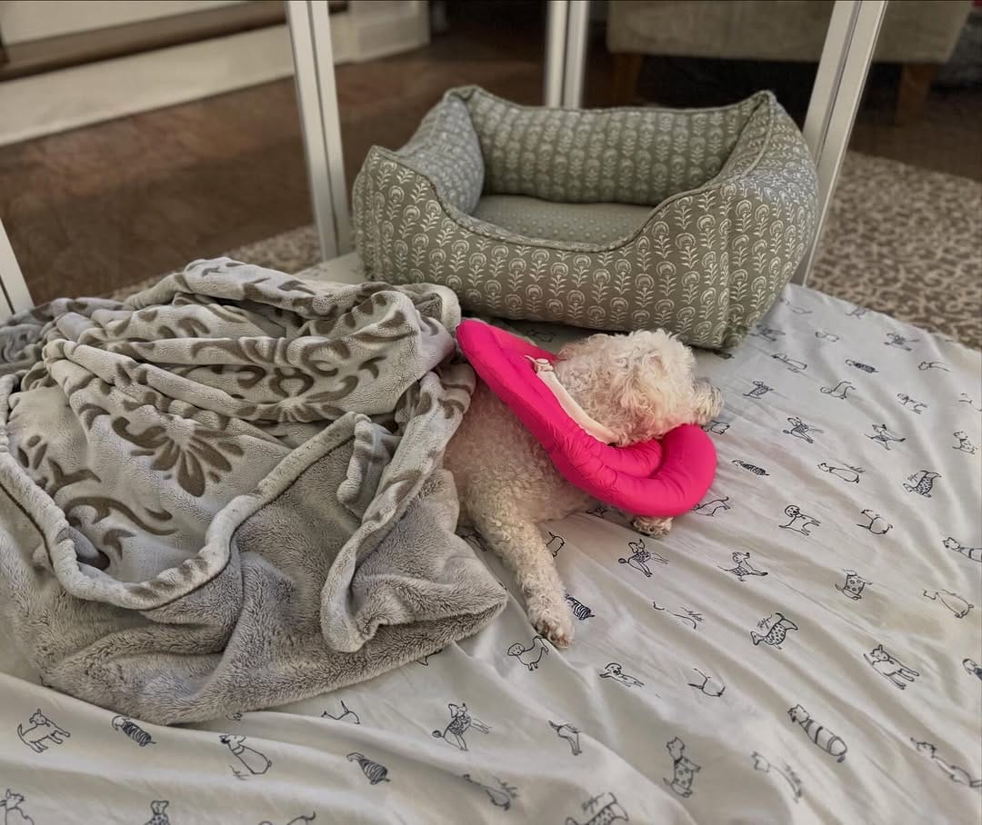 Post 3 by Charlie Mae 🐾 on Instagram (image)