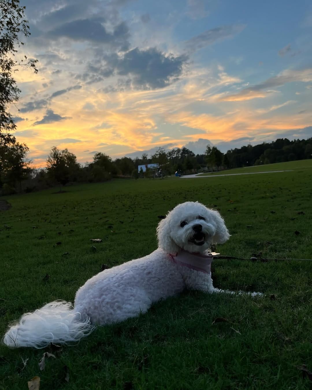Post 10 by Charlie Mae 🐾 on Instagram (image)
