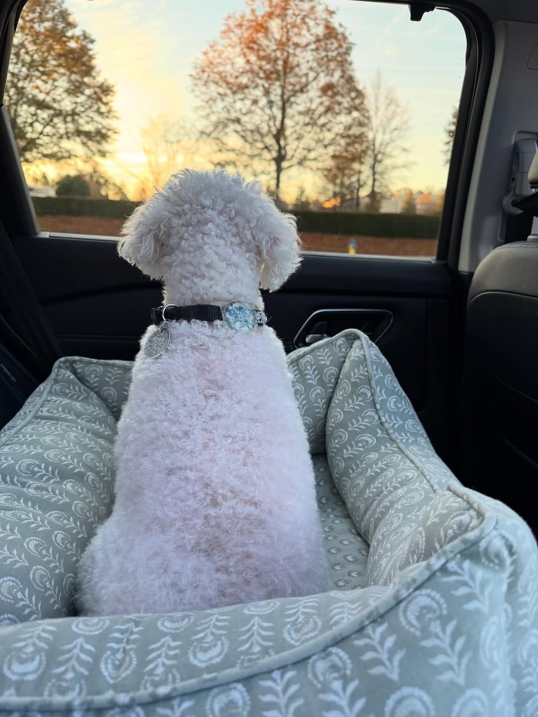 Post 5 by Charlie Mae 🐾 on Instagram (image)