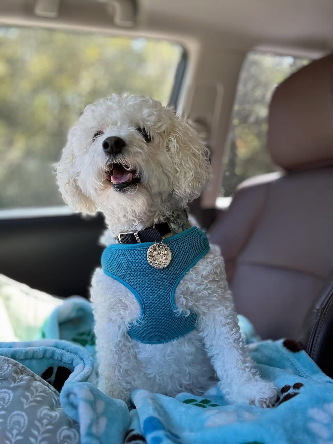 Post 6 by Charlie Mae 🐾 on Instagram (image)