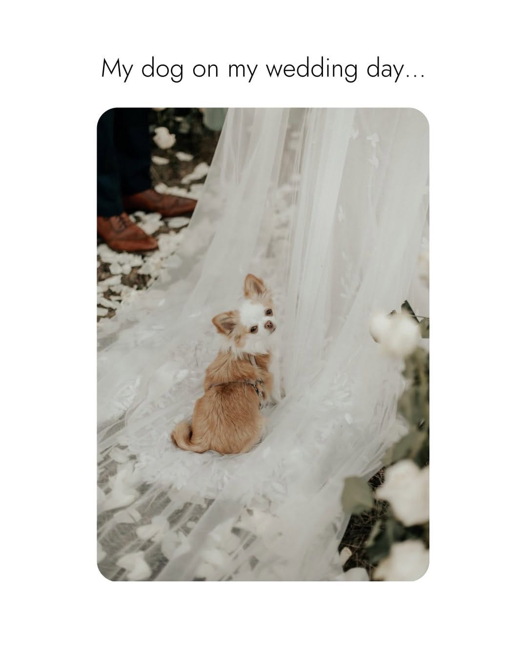 Post 8 by Chi Chi London on Instagram (image)