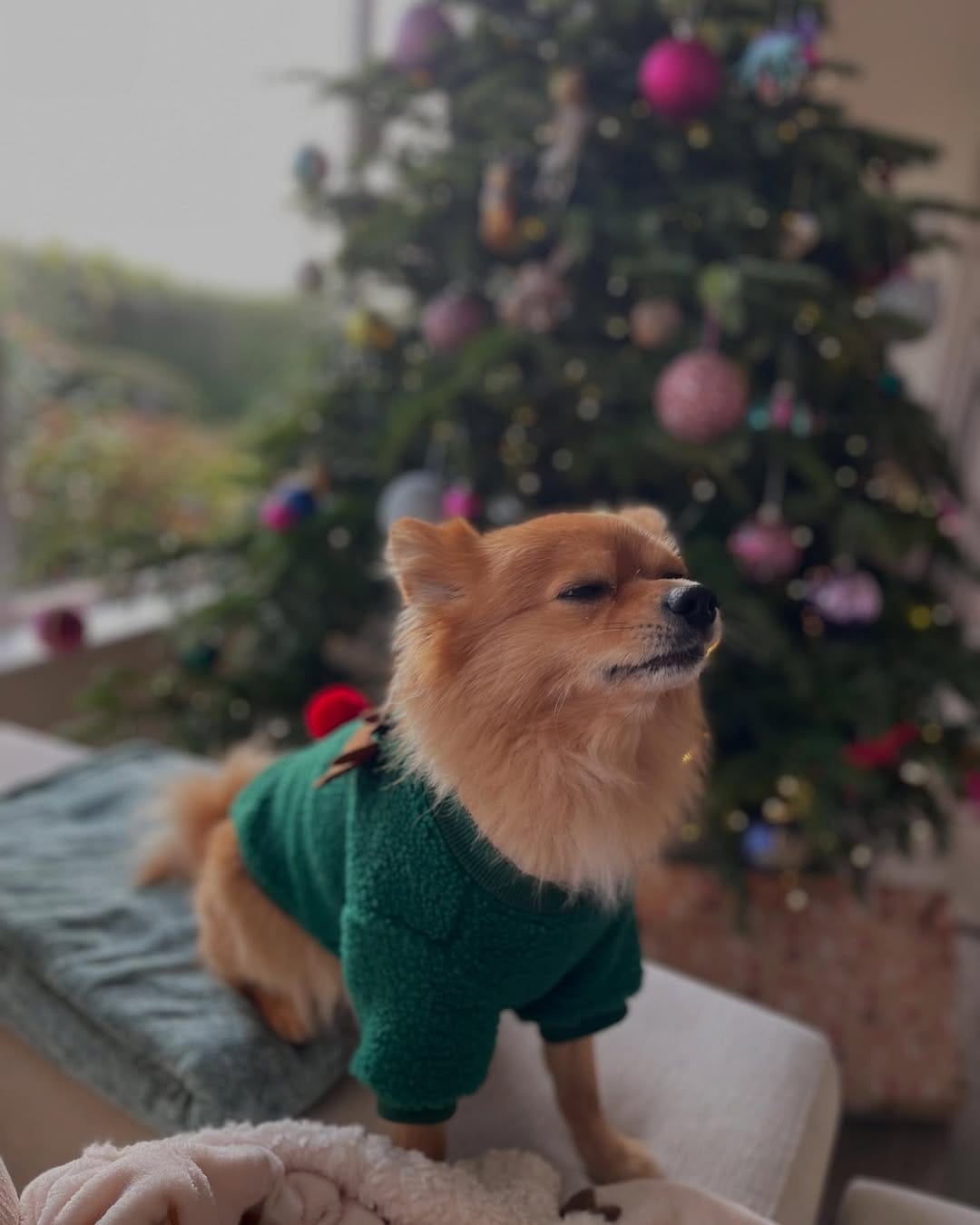Post 7 by Gizmo The Pomchi on Instagram (image)